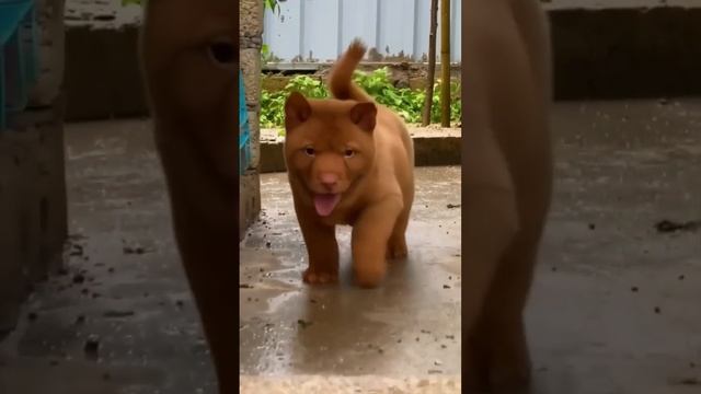 Эта порода собак называется Хмонг? смотреть онлайн