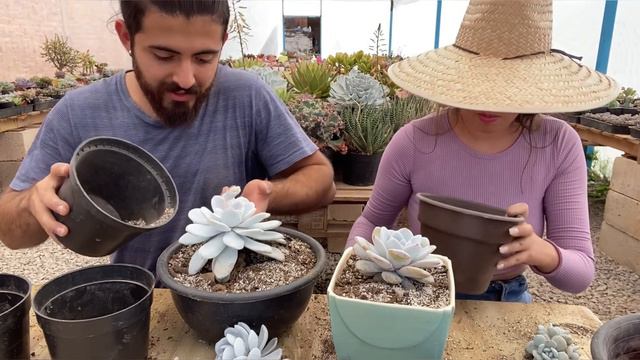 TRANSPLANTANDO Mis Suculentas BLANCAS/ Echeveria Laui