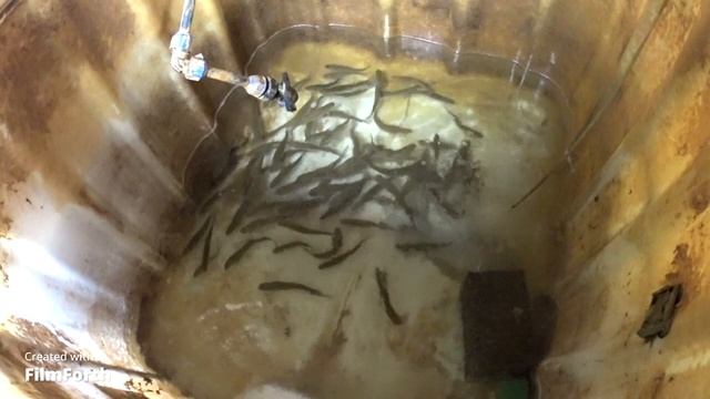 Выращивание, разведение форели. Таблицы и нормы кормления.