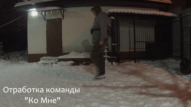 Кавказская овчарка не поддается дрессировке?