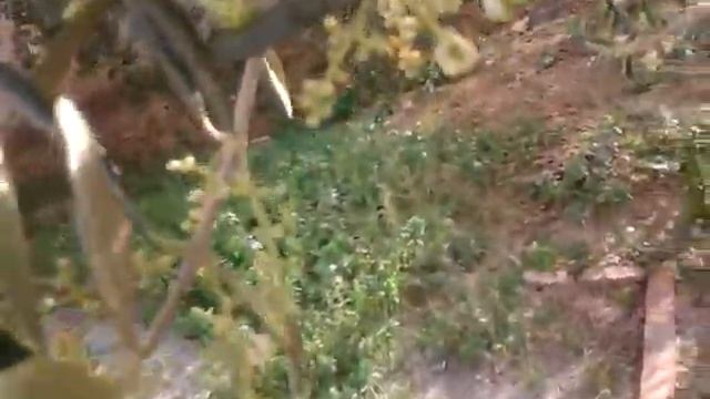 Fleures des oliviers. цветы оливкового дерева смотреть онлайн