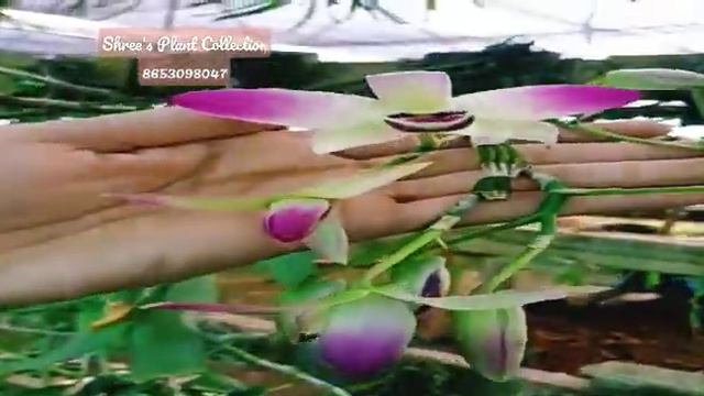 Wow😳 Dendrobium Nobile with #buds for #sell #onlinenursery #viral @shreesplantcollection4009 смотреть онлайн
