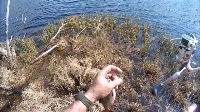 Весенняя крупная плотва . Карельское серебро. смотреть онлайн