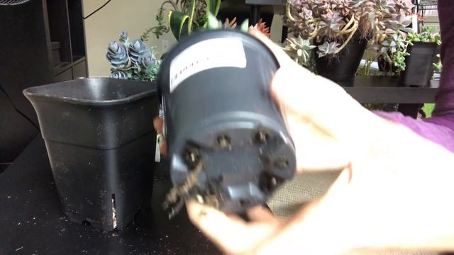 Visit to succulent nursery and two new succulents смотреть онлайн