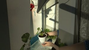 Осенняя обрезка королевских пеларгоний. Очень коротко!