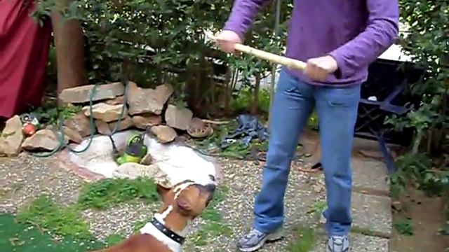 american pitbull Tyson greece смотреть онлайн