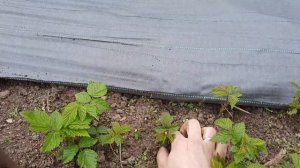 Размножение малины крапивкой 03 04 2023