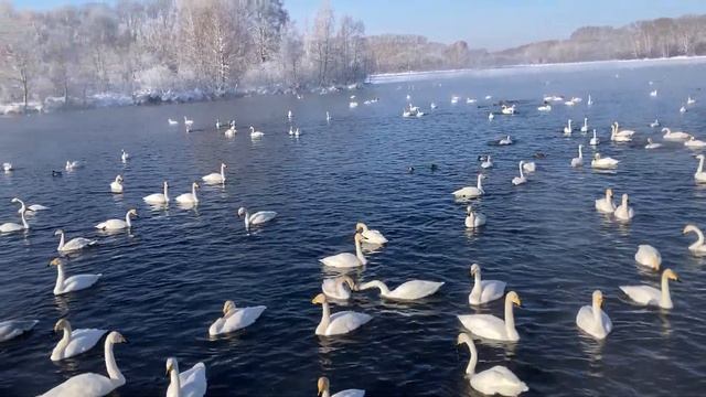 Лебеди на озере Светлое ч.2