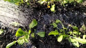 Щавель посадка и уход/ прополка щавеля/посадка щавеля/условия для щавеля