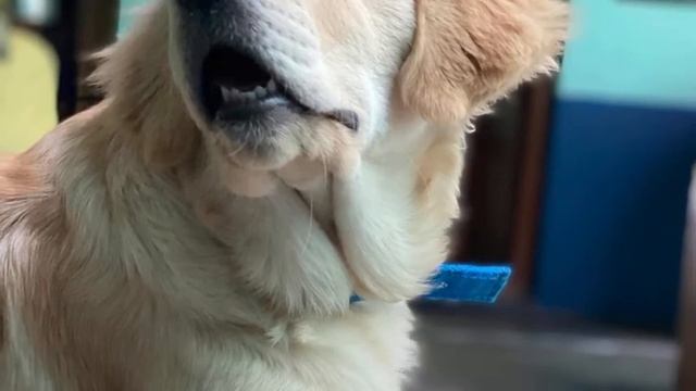 Now Roxy Became of 5 Months old | Aryan Roxy k Vlogs смотреть онлайн