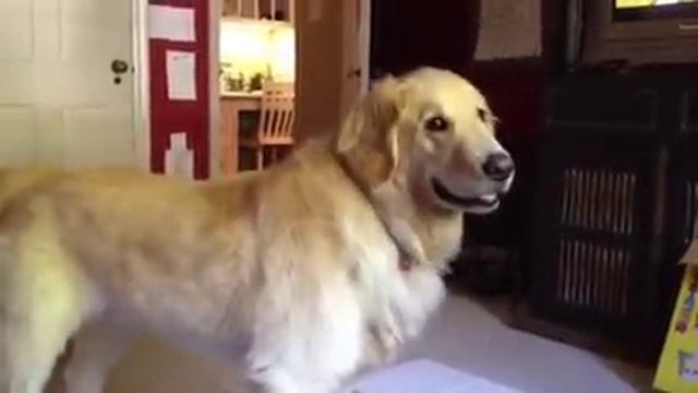 Emotional Golden Retriever смотреть онлайн