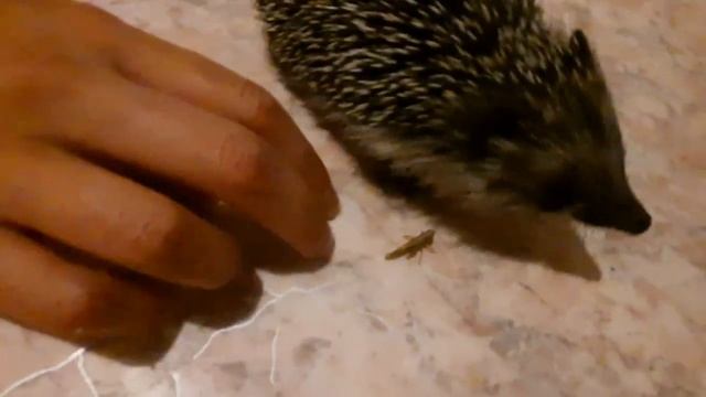 Ежиная охота на кузнечиков в квартирных условиях?? смотреть онлайн