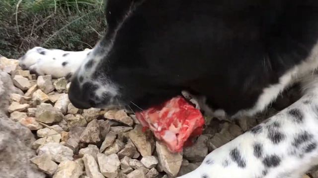 Алабай рычит на селфи-палку, глодая говяжью кость. смотреть онлайн