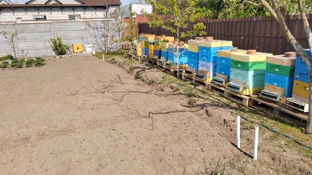 Срочная продажа пасеки #пчеловодство #пасека #пчёлы смотреть онлайн