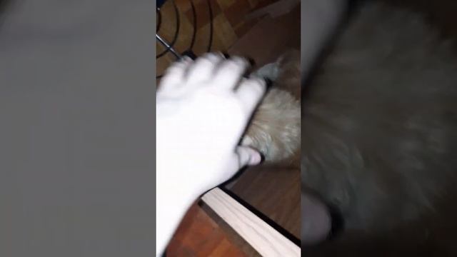 Я ловлю кошку смотреть онлайн