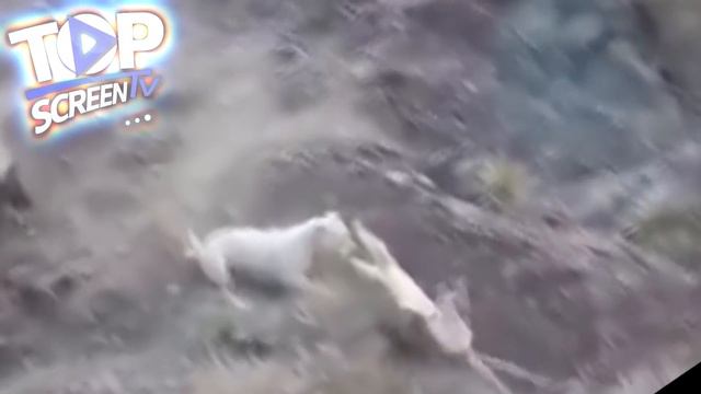 DOGO ARGENTINO Salva A 2 NIÑAS De Un Poderoso PUMA!!!. 15 Animales Que Salvaron Valiosas Vidas. смотреть онлайн
