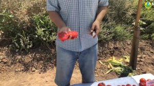 Обзор лучшего томата Super Nova F1 и 7 причин полюбить ее!