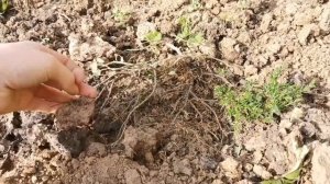 Можжевельник  Green Carpet, обзор цветника. Октябрь 2020