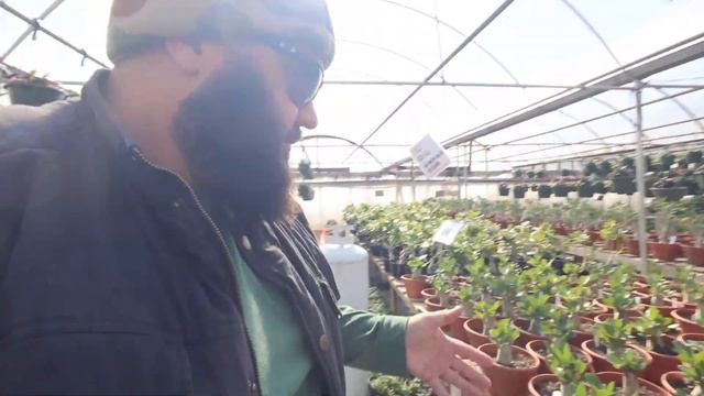 The BEST Desert Roses in TEXAS! | Fred Reyes Greenhouses SIMONTON, TEXAS смотреть онлайн