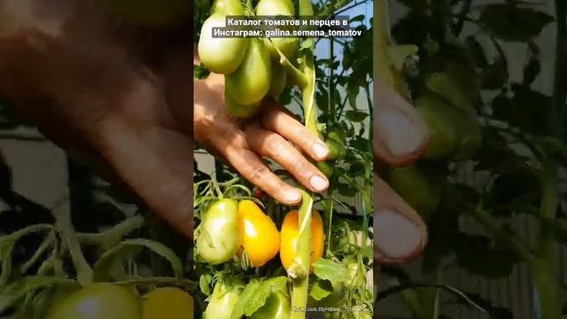 Томат "Сливка Бендрика"??? смотреть онлайн