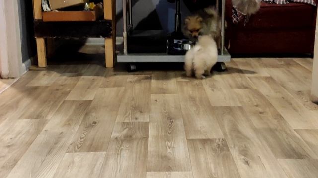 Шпицы Ярославль 2020 смотреть онлайн