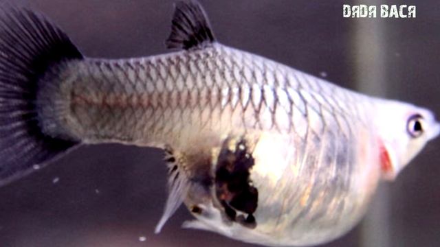 КАК ПОНЯТЬ, КОГДА РОЖАТЬ ГУППИ? смотреть онлайн