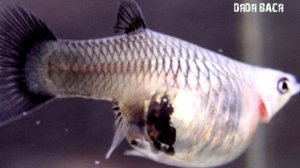 КАК ПОНЯТЬ, КОГДА РОЖАТЬ ГУППИ?