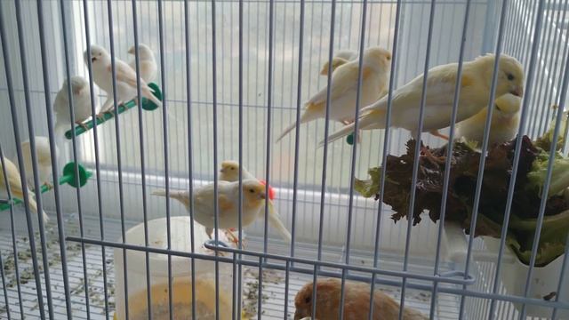 Жёлтый мозаик канарейки смотреть онлайн