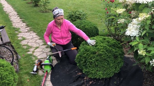 Туя западная Даника.