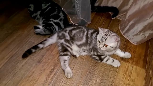 Британские котята мраморного окраса - 4. "Забава с мышкой". смотреть онлайн