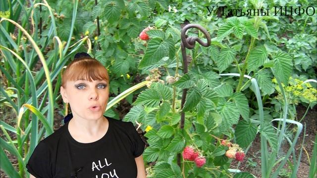 МАЛИНА РАЗРАСТАЕТСЯ — чем и как правильно огородить растение? смотреть онлайн