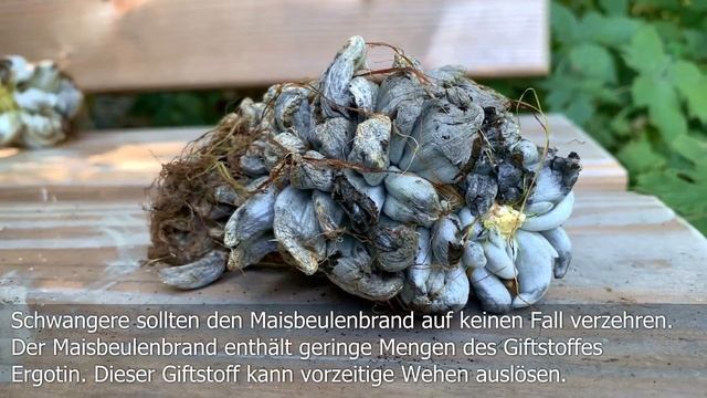 Maisbeulenbrand, Maispilz, Mexikanische Trüffel, Huitlacoche, Ustilago maydis смотреть онлайн