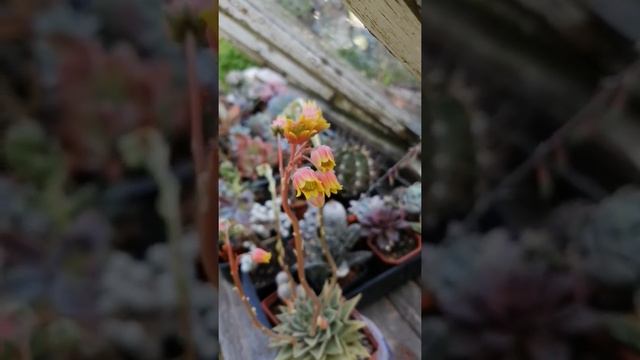Echeveria agavoidas квітне смотреть онлайн