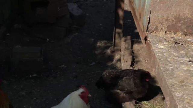 Чтобы вывести мраморных голубят, нужно спаровать мраморного голубя и голубку... смотреть онлайн