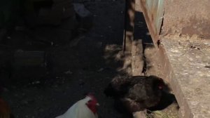 Чтобы вывести мраморных голубят, нужно спаровать мраморного голубя и голубку...