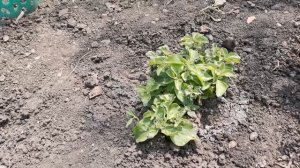 Как Спасти Петунию от Холода, Обзор Цветов, Обработка, советы Выращивание