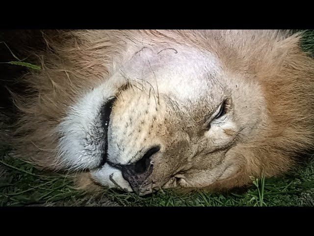маленький ночной стримчик. смотреть онлайн