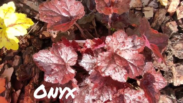 Гейхерелла Onyx в июне смотреть онлайн