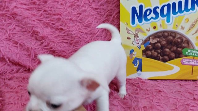 Зурбаган чихуахуа,белый мальчик чихуахуа,ПРОДАЖА,сын Мажора чемпиона питомник Кастропуло 8978745806 смотреть онлайн
