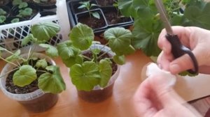 как я формирую красивый куст герани