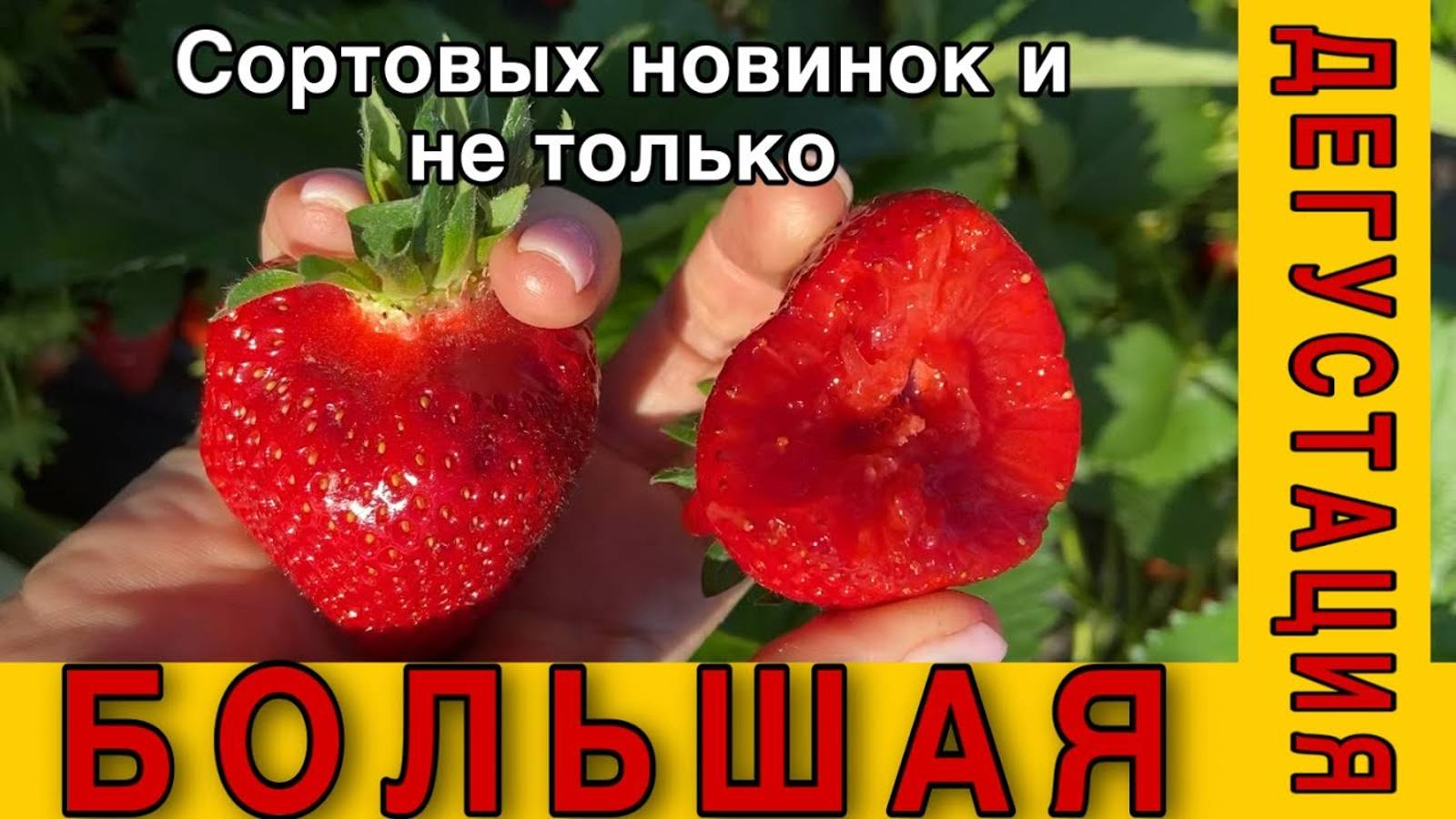 Ежегодная дегустация_Брилла,Сандра,Анаис,Флёр,Маригетт,Бьюти,Альба,Кабрилла,Арианна,Перчинкью,Дали..