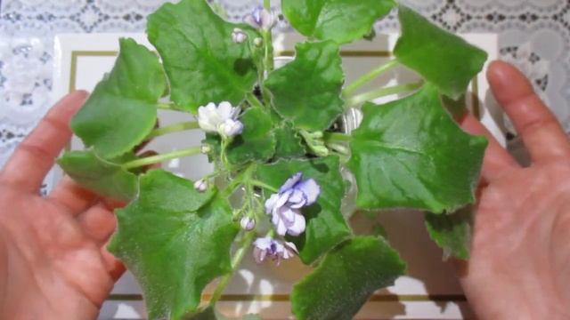 Как спасти фиалку после пересушки?Делюсь своими секретами и наблюдениями. смотреть онлайн
