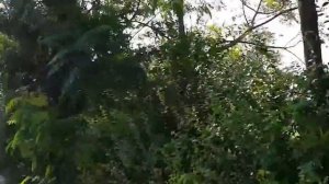 Sinatra Hotel 4* дорога на пляж, море. Чамьюва, Турция (Camyuva, Turkey)