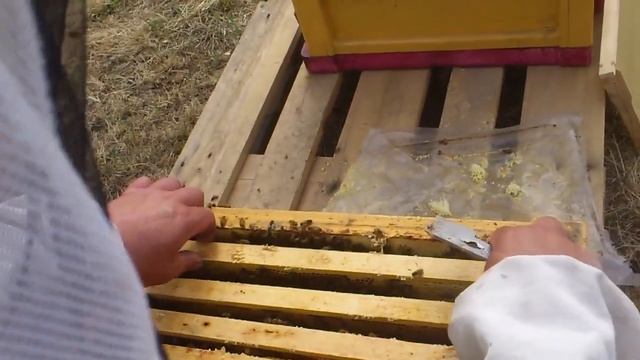 Бакфаст В65(DSJ)=19-B615(AVM)xB35(WK) смотреть онлайн