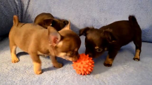 Коричневые девочки чихуахуа.Длинношерстные и гладкошерстные 1мес.3нед. Продаются смотреть онлайн