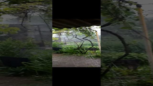 Летний ливень