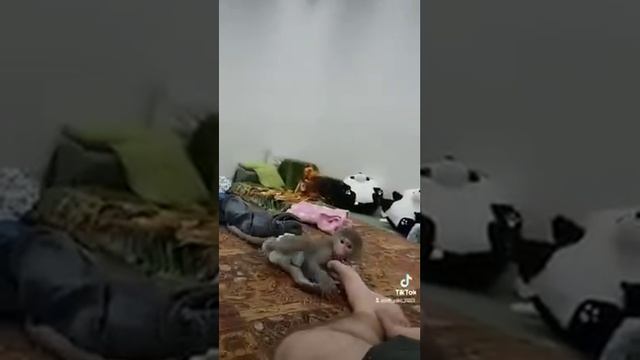 ловкость рук ! и ни какого мошенничества смотреть онлайн