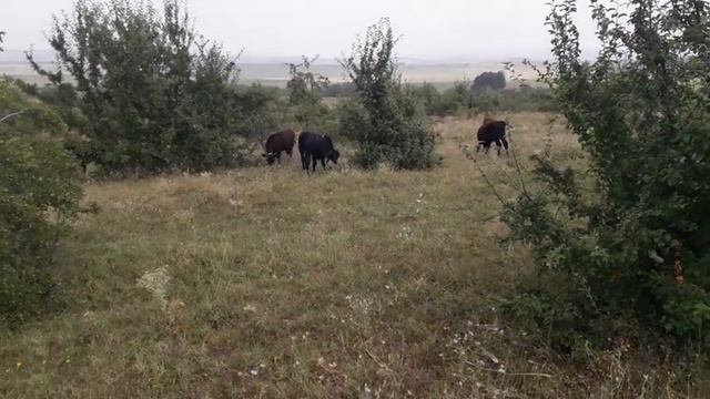 Продажа бычков Абердин-Ангус смотреть онлайн