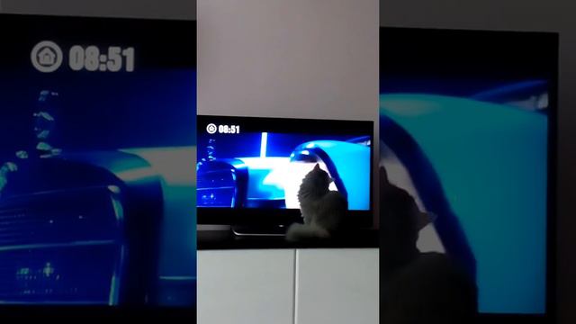 Кошка копает телевизор смотреть онлайн