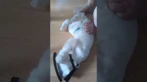 Как обрабатывать шов кошке.